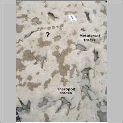 100_1529 (2009-07-27s)m lab.jpg